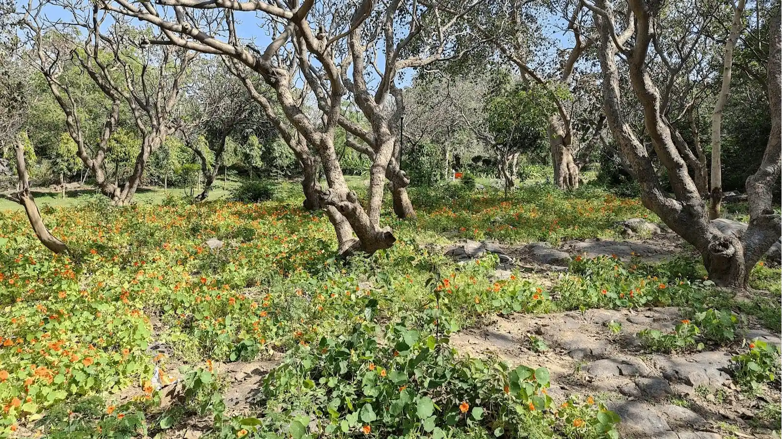 Pusa Hill Forest